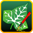 Icon of program: Ivy Draw: Vector Drawing