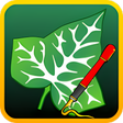 Icon of program: Ivy Draw: Vector Drawing