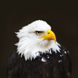 Icon of program: Birds Live Wallpaper
