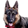 Icon of program: German Shepard Dog Sounds…