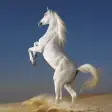 Icon of program: White Horse Hd Wallpapers