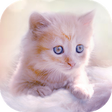 Icono de programa: Cute Kitten Live Wallpape…