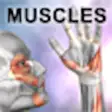 Icon of program: Learn Muscles : Anatomy Q…