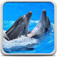 Icon of program: Dolphins Live Wallpaper