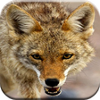 Icono de programa: Coyote Hunting Calls