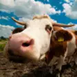 Icon of program: Farm Sounds - Fun Animal …
