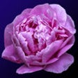 Icon of program: Indiana Wildflowers