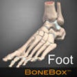 Icon of program: BoneBox Foot