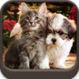 Icon of program: Best Cute Puppies and Cut…