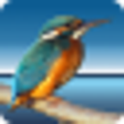 Icon of program: Highlight for Slackware (…