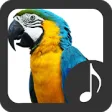 Icon of program: Parrot Sounds