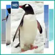 Icon of program: Penguin Live Wallpaper