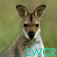 Icono de programa: kangaroo live wallpaper