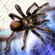 Icon of program: Spider Pet Survival Simul…