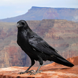 Icono de programa: Crow Calls