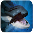 Icono de programa: Killer Whales Sounds