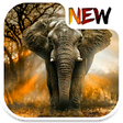 Icono de programa: Elephant Wallpaper