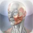 Icon of program: Muscle & Bone Anatomy 3D