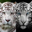 Icon of program: White Tiger Wallpaper