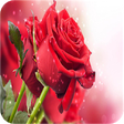 Icono de programa: Rose Live Wallpaper