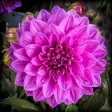 Icon of program: Dahlia Flower HD Wallpape…