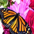 Icon of program: Monarch App