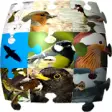 Icon of program: Ornithopedia Europe