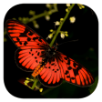 Icon of program: Woodhalls Butterflies RSA