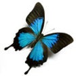 Icon of program: Butterfly Match