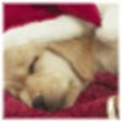 Icon of program: A Long Winters Nap
