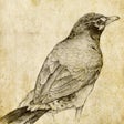 Icon of program: Sketch Master - My Cartoo…
