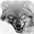 Icon of program: Wolf