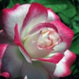 Colorful Flowers - Wallpapers & Slideshow HD icon