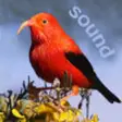 Icon of program: Bird ID Hawaii for iPhone