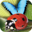 Icono de programa: Popar Bugs