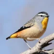 Icon of program: Australian Birds Sounds