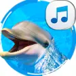 Icon of program: Dolphin Sounds