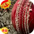 Icon of program: Cricket Wallpapers