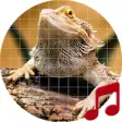 Icon of program: Lizard sounds ~ Sboard.pr…