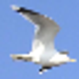 Icon of program: Quick EXIF Writer
