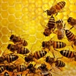 Icono de programa: Apiary Book