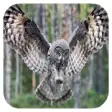 Icon of program: Flying Owl Live Wallpaper