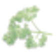 Icon of program: Parsley is Atomically Del…