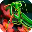 Icon of program: Mantis Life and Hunting S…