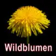 Icon of program: Wildblumen entdecken und …