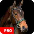 Icon of program: Horse Wallpapers PRO