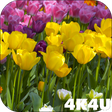 Icono de programa: 4K Flower Glade Video Liv…