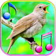 Icon of program: Bird Sound Ringtones & Wa…