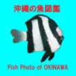 Icon of program: Fish Photo of OKINAWA