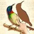 Icon of program: Bird Jigsaw: Art Piece Pu…